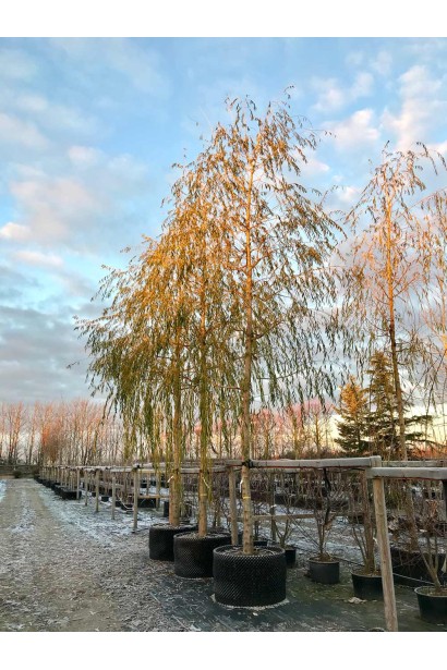 Ива золотисто волосистая Хрисокома осенью